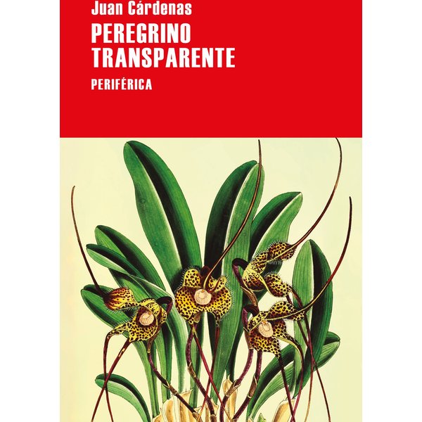 Peregrino transparente