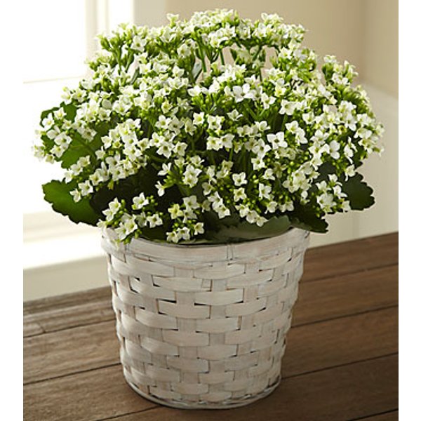 White Kalanchoe