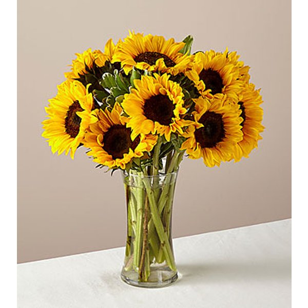 10 Stem Honey Bee Sunflower in Glass Vase - FedEx