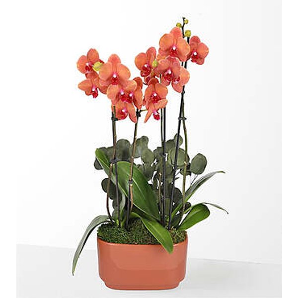 Sunset Orchid Garden - FedEx