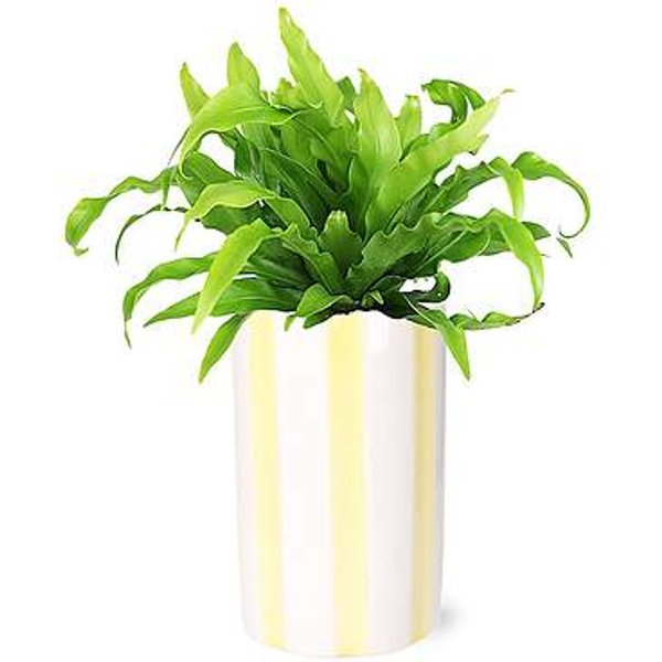 Leafy Bird's Nest Fern - FedEx