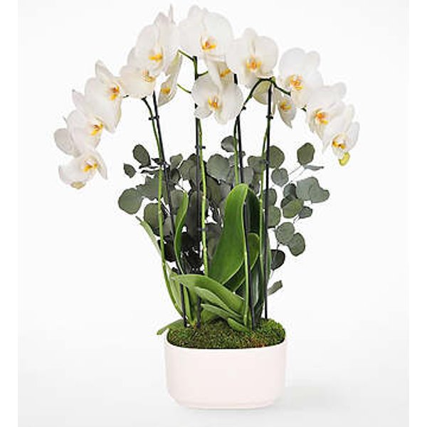 Ivory Grace Orchid Garden - FedEx