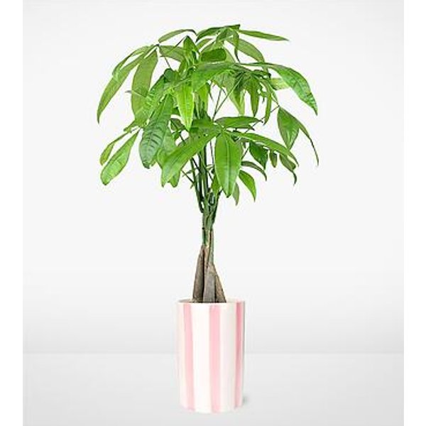 Sweetheart Money Tree - FedEx