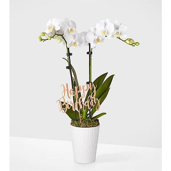 Birthday Bliss White Orchid - White Orchid with Pick - FedEx