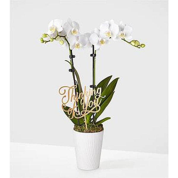 Thinking of you White Orchid - White Orchid with Pick - FedEx