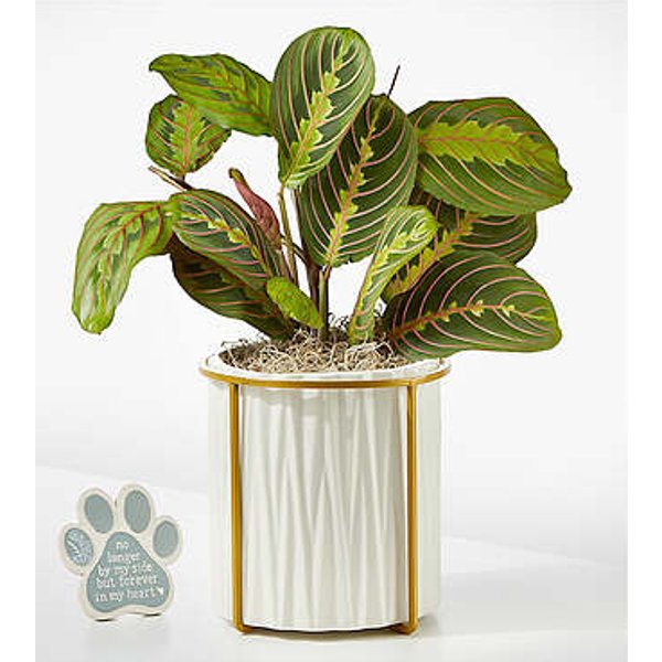 Peaceful Prayer Plant with Pet Memorial Plaque - FedEx