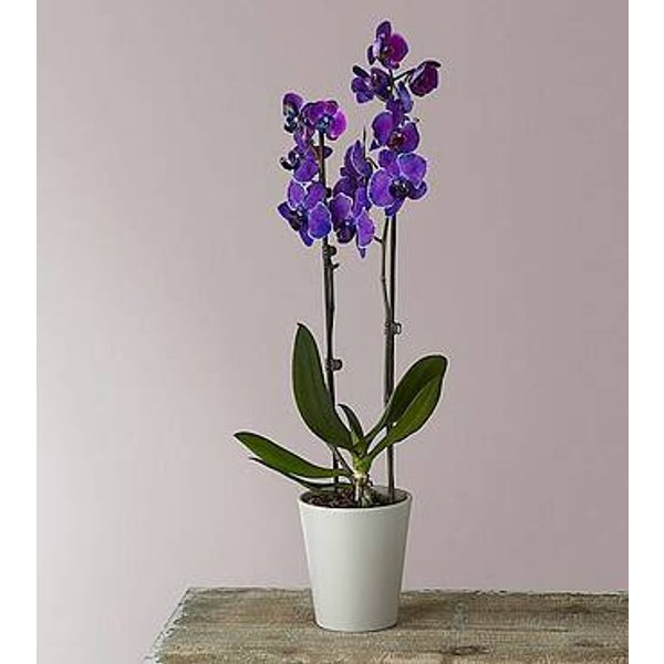 Masterful Watercolor Orchids - FedEx