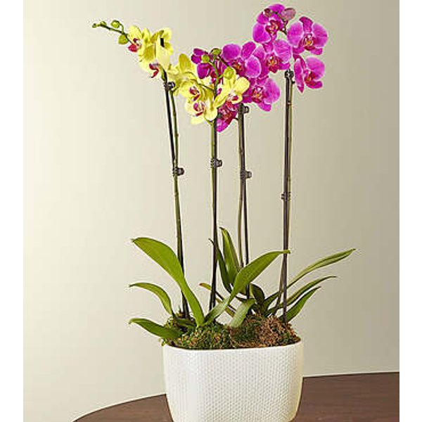 Purple and Yellow Orchid Garden - FedEx