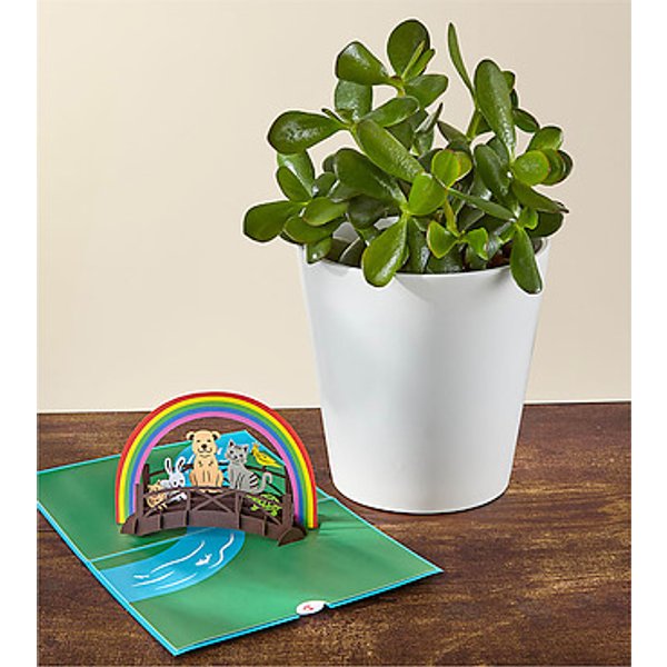 Jade Succulent and Rainbow Bridge Lovepop Pop - Up Card - FedEx