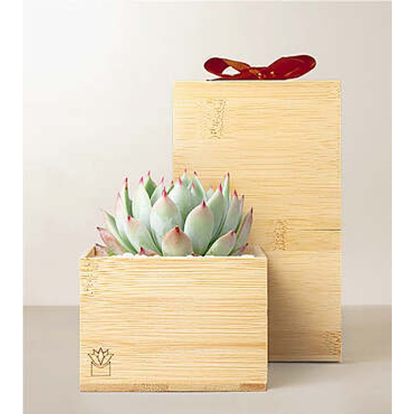 Lula's Garden Bamboo Bliss - Red Bow - FedEx
