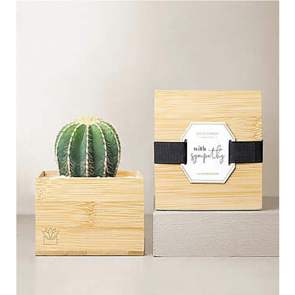 Lula's Garden Bamboo Cacti - With Sympathy - FedEx