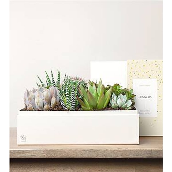 Lula's Lush Garden - Congrats - FedEx