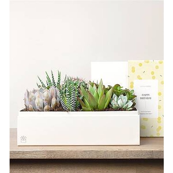 Lula's Lush Garden - Happy Birthday - FedEx