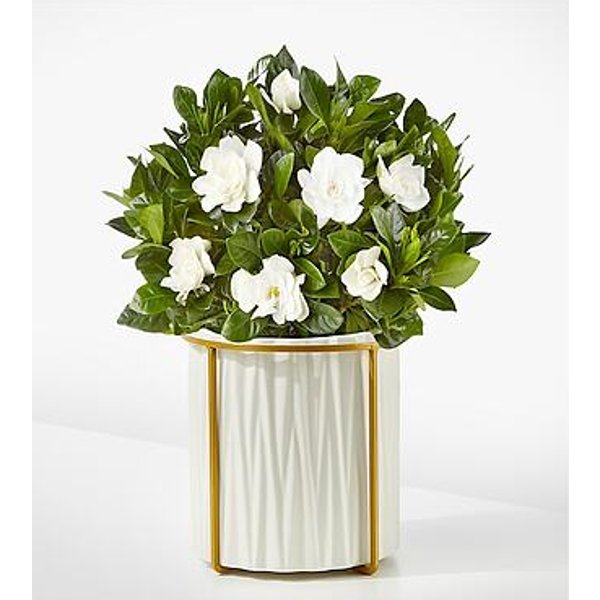 8-inch Fragrant Gardenia Plant - FedEx