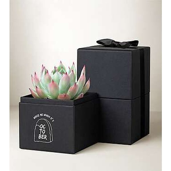 Lula's Garden - Halloween Gardens - Bliss Garden - FedEx