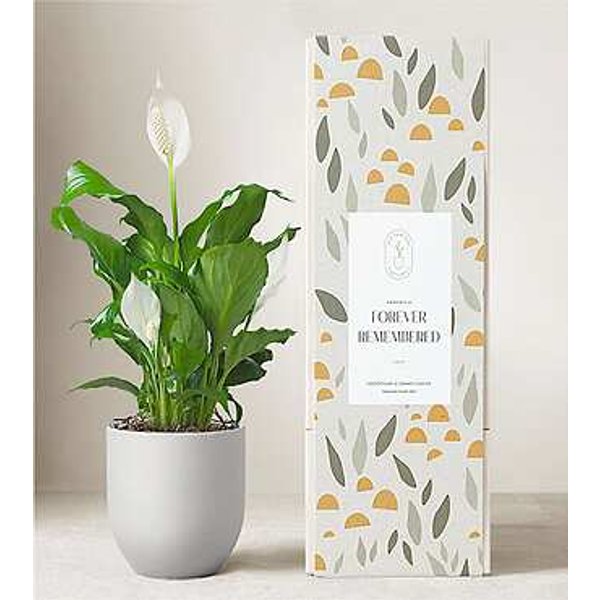Lula's Garden Peace Lily Plant - Forever Remembered - FedEx