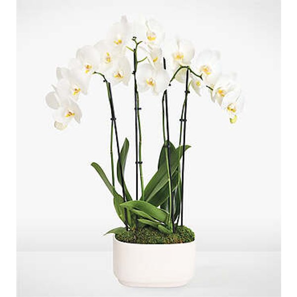 Simple Beauty White Orchid Garden - FedEx