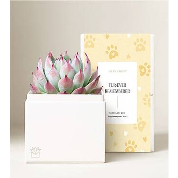 Lula's Bliss Garden - Furever Remembered - Bliss Garden - FedEx