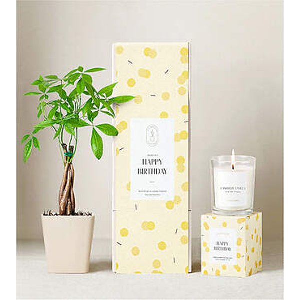 Lula's Garden Money Tree Plant - Happy Birthday - Money Tree Plant Gift Set - FedEx