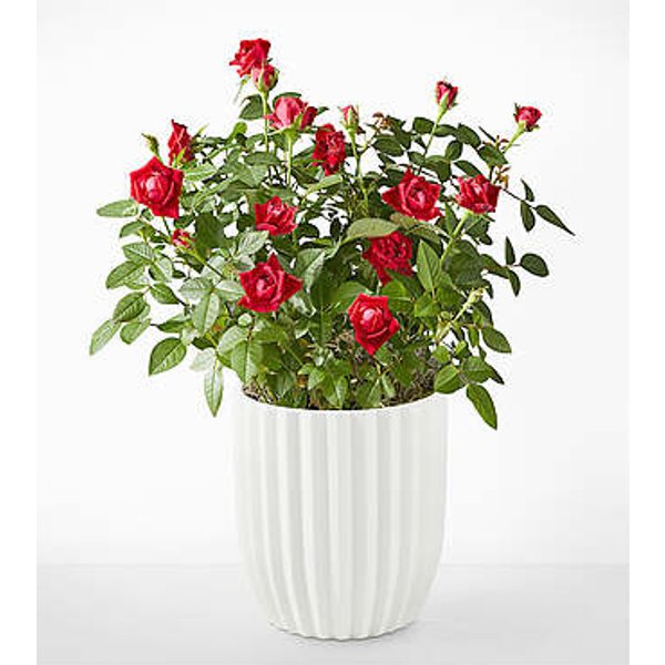 Royal Red Rose - Fluted Ceramic Container - FedEx