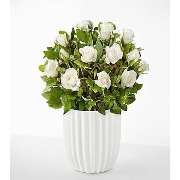 Pure and True White Rose Plant - Fluted Ceramic Container - FedEx
