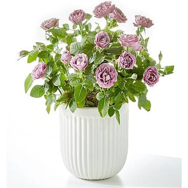 Pure Beauty Lavender Rose - FedEx