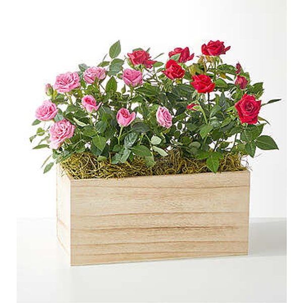 Side by Side Rose Duo - FedEx
