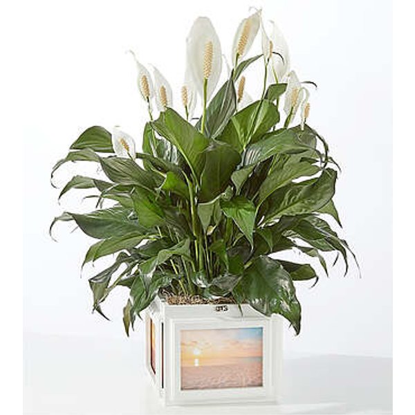 Peace Lily Keepsake Box - FedEx