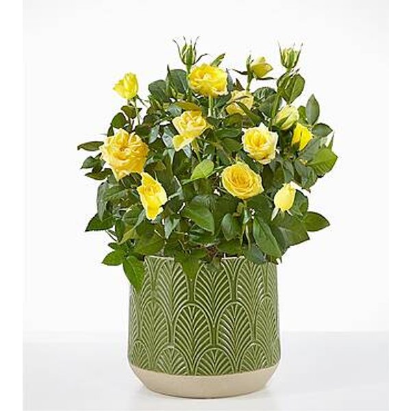 Sunshine Yellow Rose Plant - Green Leaves Ceramic Container - FedEx