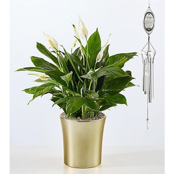 Comfort Bloom Peace Lily and Celebration of Life Wind Chime - FedEx