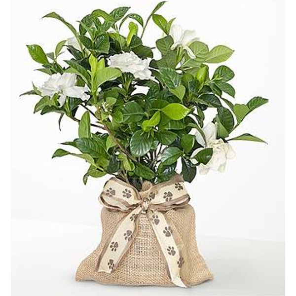 Memory in Bloom Pet Sympathy Gardenia - FedEx