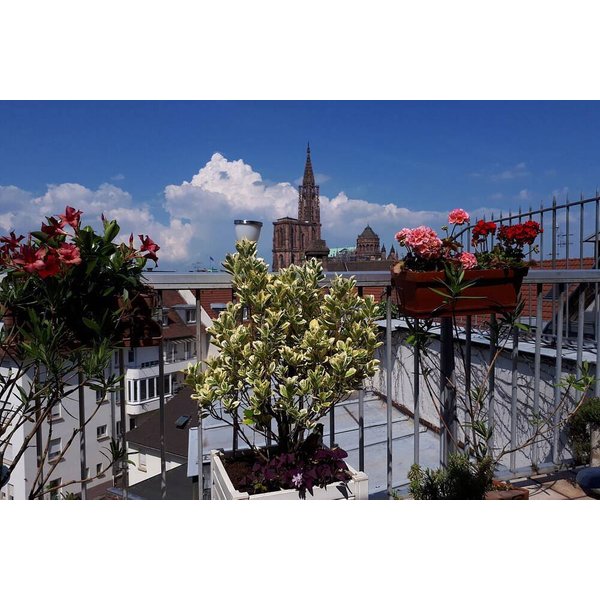 Appartement De Vacances à Alsace à Partir De 333€ Par Nuit-image
