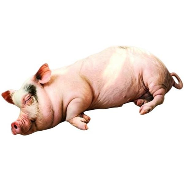5 RozmiaróW Symulacja Pluszowe Zabawki ŚWinia BawełNa Wypchana Realistyczny Nadruk Lalka ŚWinia Przytulna MięKka Poduszka Dekoracyjna Do Domu Kawaii Zabawna Dekoracja Domu 25Cm-image