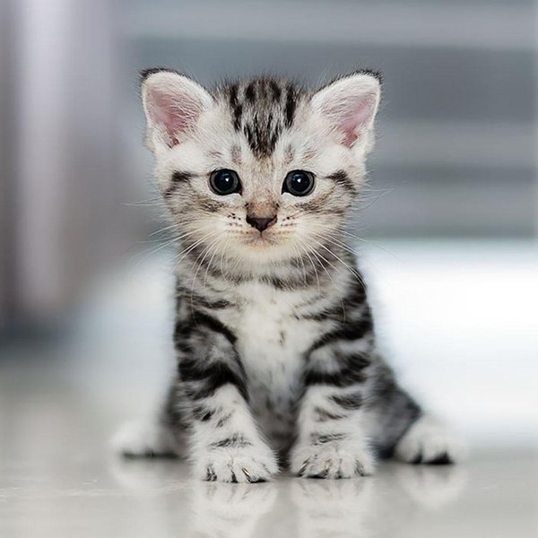 Diament Haft Cute Kitten Diament Malarstwo Cross Stitch Rhinestone Mozaika Decor 30X30Cm-image