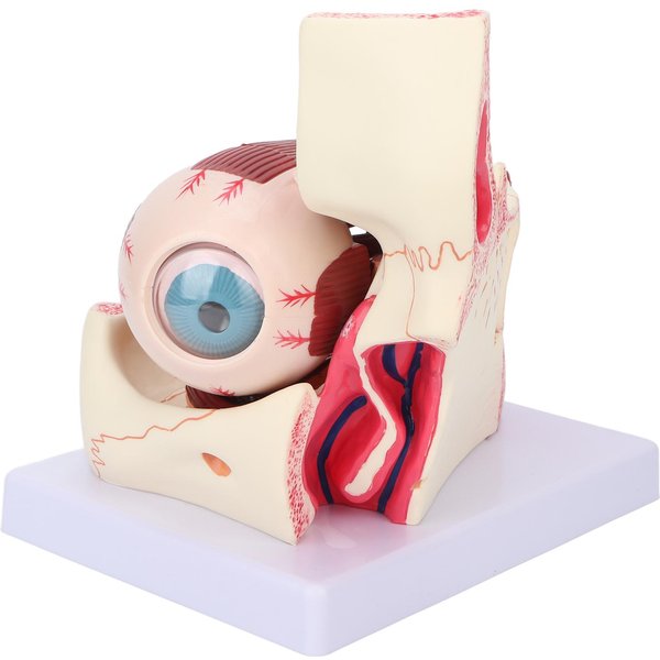 Modelo De Ojo Humano Desmontable Con Aumento 3X, Transparente, Modelo AnatóMico Para EnseñAnza MéDica.-image