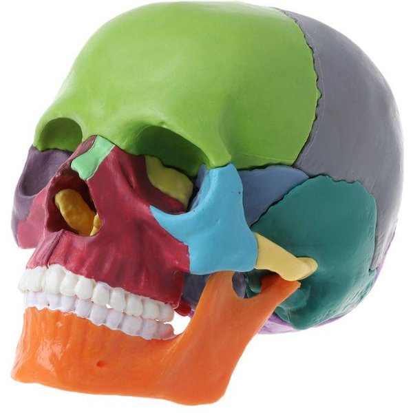 Juego De 15 Piezas De Modelo AnatóMico De CráNeo 4D Desmontado, Herramienta De EnseñAnza MéDica Desmontable. Beige-image