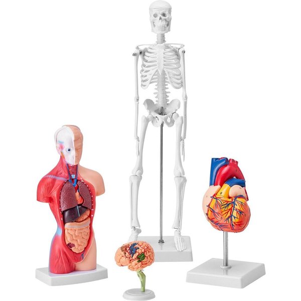 Zestaw Modeli Anatomii CzłOwieka, MóZg, TułóW CzłOwieka, Serce, Zestaw Modeli Szkieletu 4 Szt., RęCzne Modele 3D, NarzęDzia Do Nauki, Modele Dydaktyczne Do Fizjologii-image