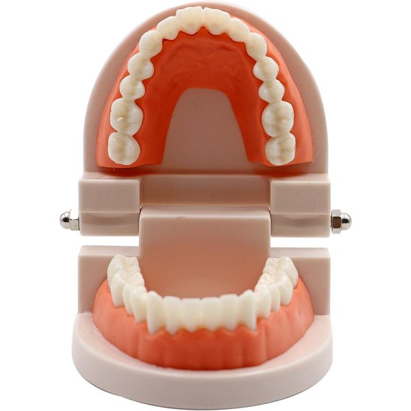 1 Szt. Model ZęBóW Dentystycznych Standardowy Model ZęBóW Do Nauczania DorosłYch NarzęDzie Do Nauki I Treningu ZęBóW Laboratoryjnych Dentystycznych Ucz Się Materiał Wysokiej JakośCi-image
