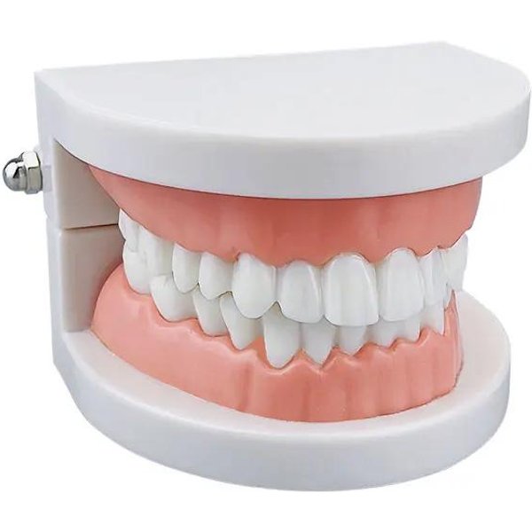 Azdent Model Dentystyczny Treningowy Typodont Model ZęBóW Odpowiedni Do Praktyki Technika Dentystycznego Nauczania Model SzczęKi Z DziąSłAmi ŻYwiczne NarzęDzia Laboratoryjne-image