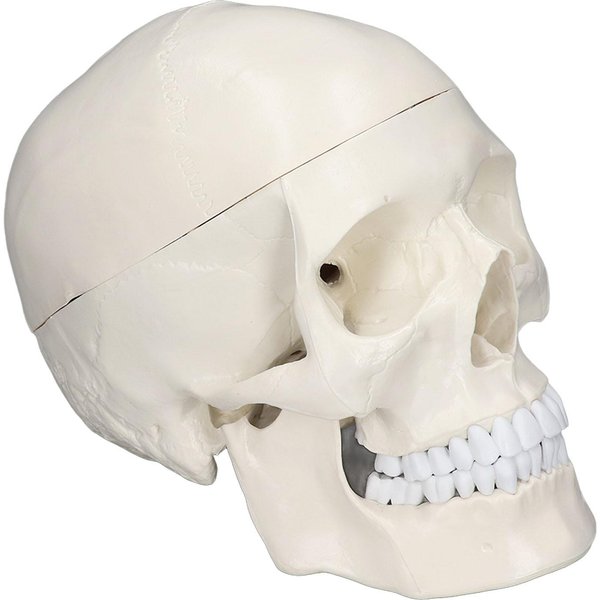 Symulacja 1:1 Model Czaszki Ludzkiej Z Odpinaną Czaszką Z PVC Do Kursu Nauki Anatomii-image