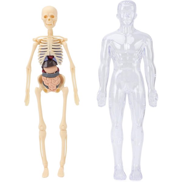 Model CiałA Ludzkiego Dla Dzieci StudentóW Medycyny Interaktywne NarzęDzia Do Nauki Anatomii I Fizjologii Z KośćMi NarząDami-image