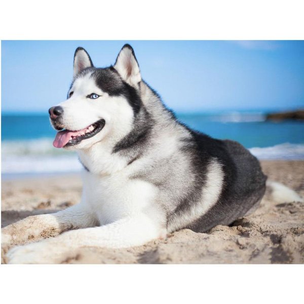 DIY 5D Diament Malarstwo Husky Pies PełNa OkrąGłY Diament Mozaika Dekoracji Domu Haft 30X40CM-image
