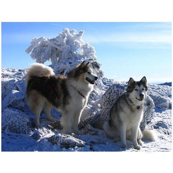 Taladro Redondo Completo 5D DIY Diamante Pintura Perro Husky Bordado Punto De Cruz 20X30CM-image