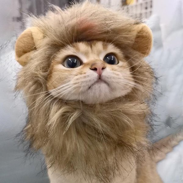 Kostium Lwa Dla Kota Na Halloween Kostium Lwa Kostium Cosplay Kota Przebranie Kapelusz Dla ZwierzęCia Dla MałYch KotóW I KociąT Dekoracja Na Imprezę Hurt L Kolor Szary-image