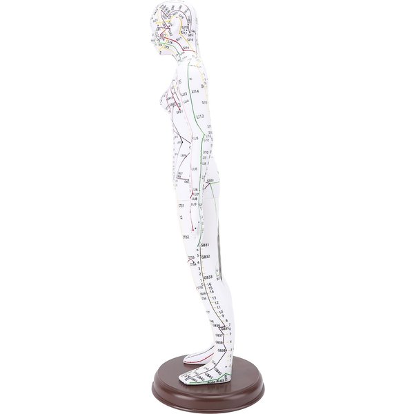 Modelo De Acupuntura De 52Cm Modelo Del Cuerpo Humano Modelo De Acupuntura De Cuerpo Completo Con Base Para EnseñAnza Estudiantil Female Version White-image