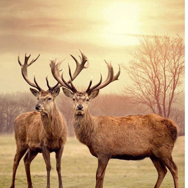 5D Diament Malarstwo Haft Prezent Dwa Deer Diy RęKodziełO Malarstwo Diament Haft Diament 30X30Cm-image