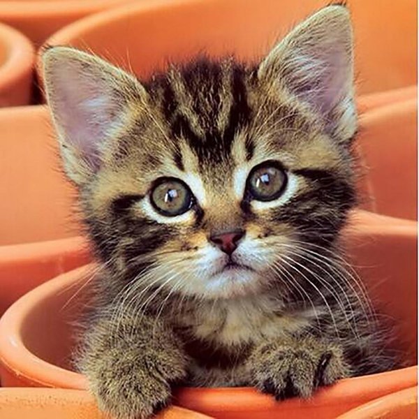 DIY 5D PełNy Obraz Diamentowy śCieg KrzyżYkowy „Cup Cat” Mozaikowy Haft Diamentowy 20X30CM-image