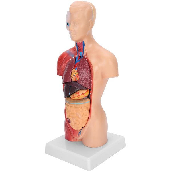 Modelo De Torso Humano De 28 Cm, óRganos Internos Desmontables, Modelo De Ensamblaje AnatóMico DidáCtico.-image