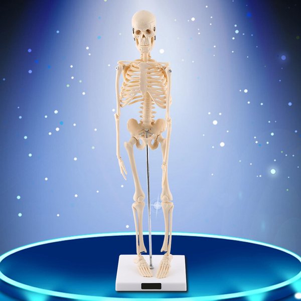 1 Pieza Modelo AnatóMico De Esqueleto Humano Herramienta AnatóMica MéDica Para La EnseñAnza Con Base-image