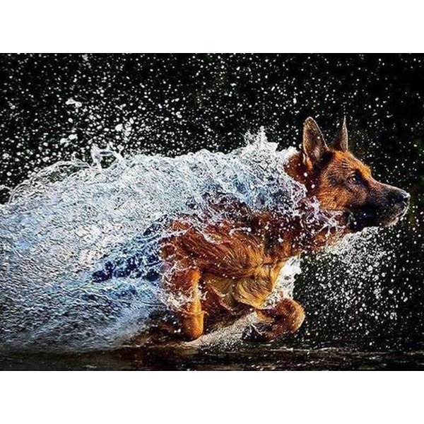 Bordado De Diamantes Manualidad Pintura Pintura De Diamantes Perro Corriendo Agua PedreríA Bordado Diamante 20X30CM-image